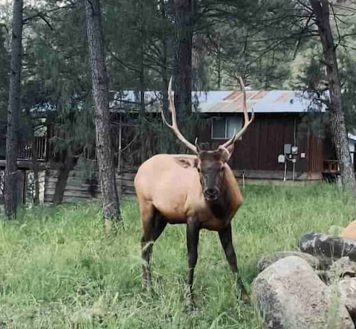 鲁伊多索（Ruidoso）的民宿