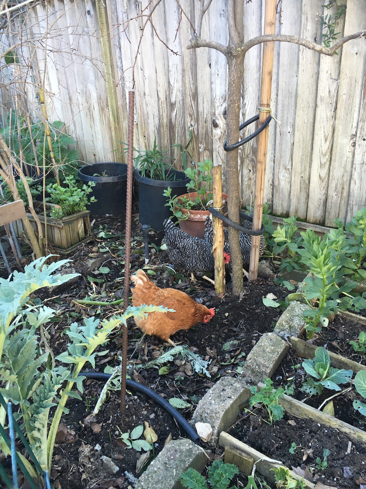 更好的鸡和花园-独立房间和卫生间