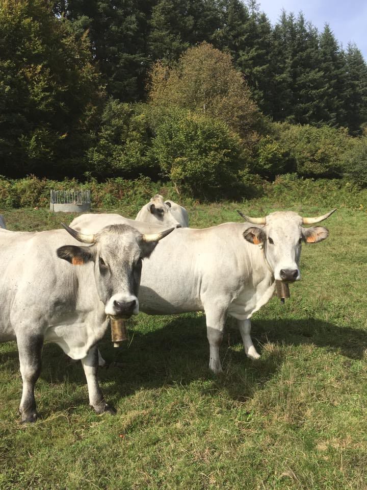 Gite on the Farm "Les Moussels" - 6个地方