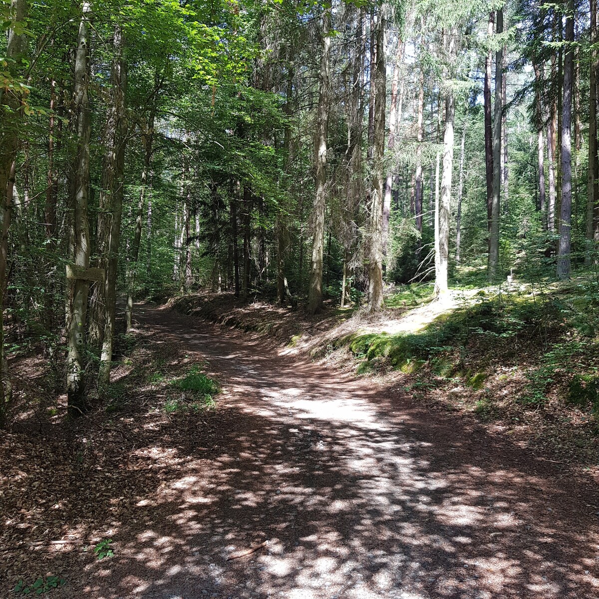 在美丽的Palatinate森林徒步旅行