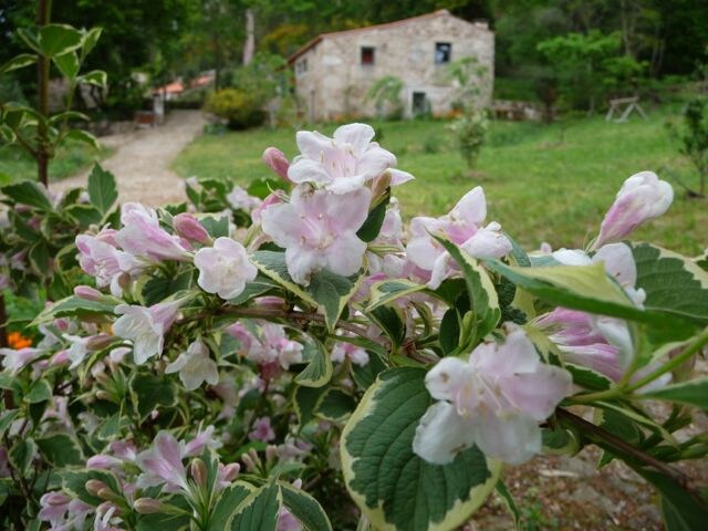 Quinta das Águias银杏套房