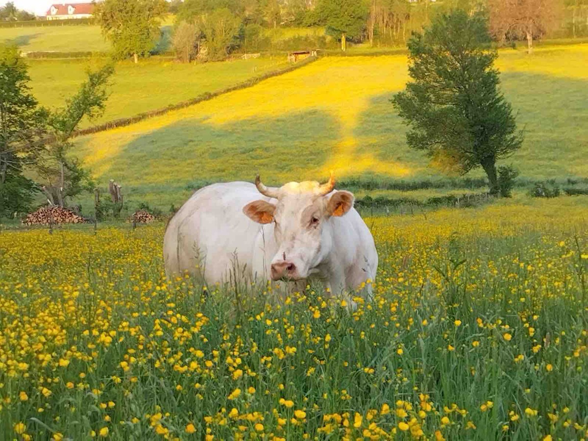 Gîte de charme avec piscine au cœur du charolais