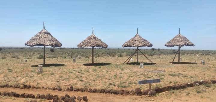 Amboseli Lioness家庭套餐