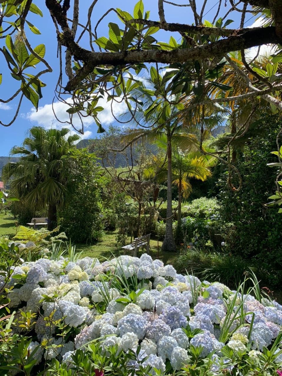 The Maison Hortensias: The Creole Domain of the Highs