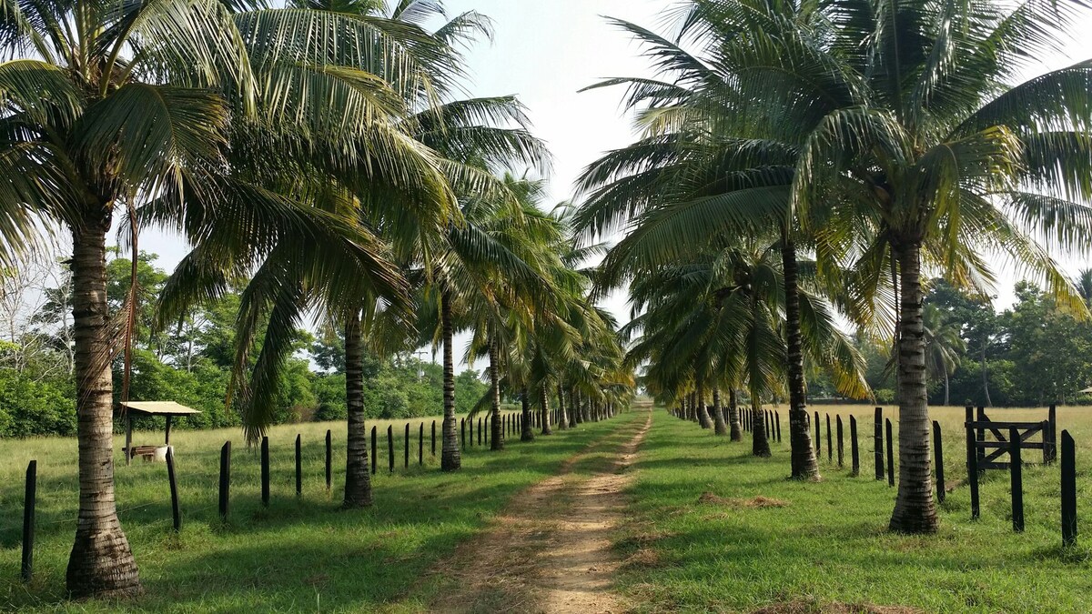 Finca Tabali