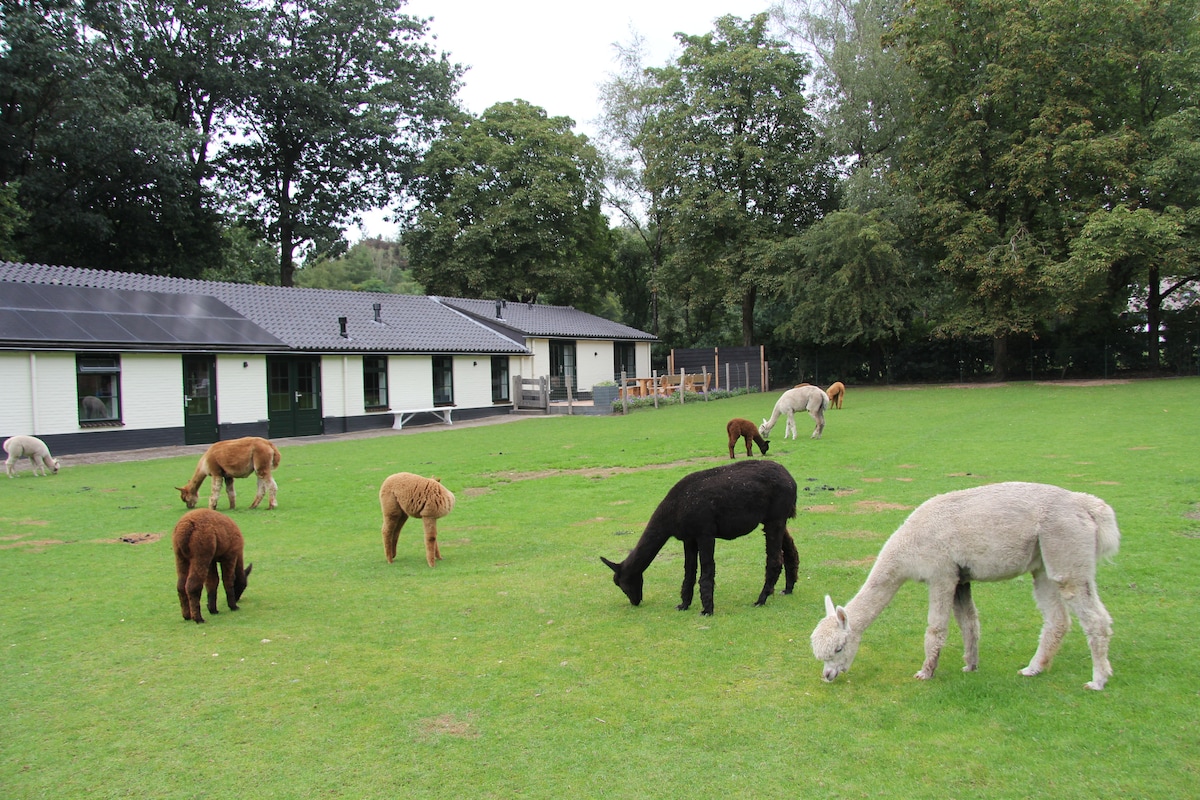 Luxe groepsaccommodatie bij Alpaca's 6 - 10 pers.