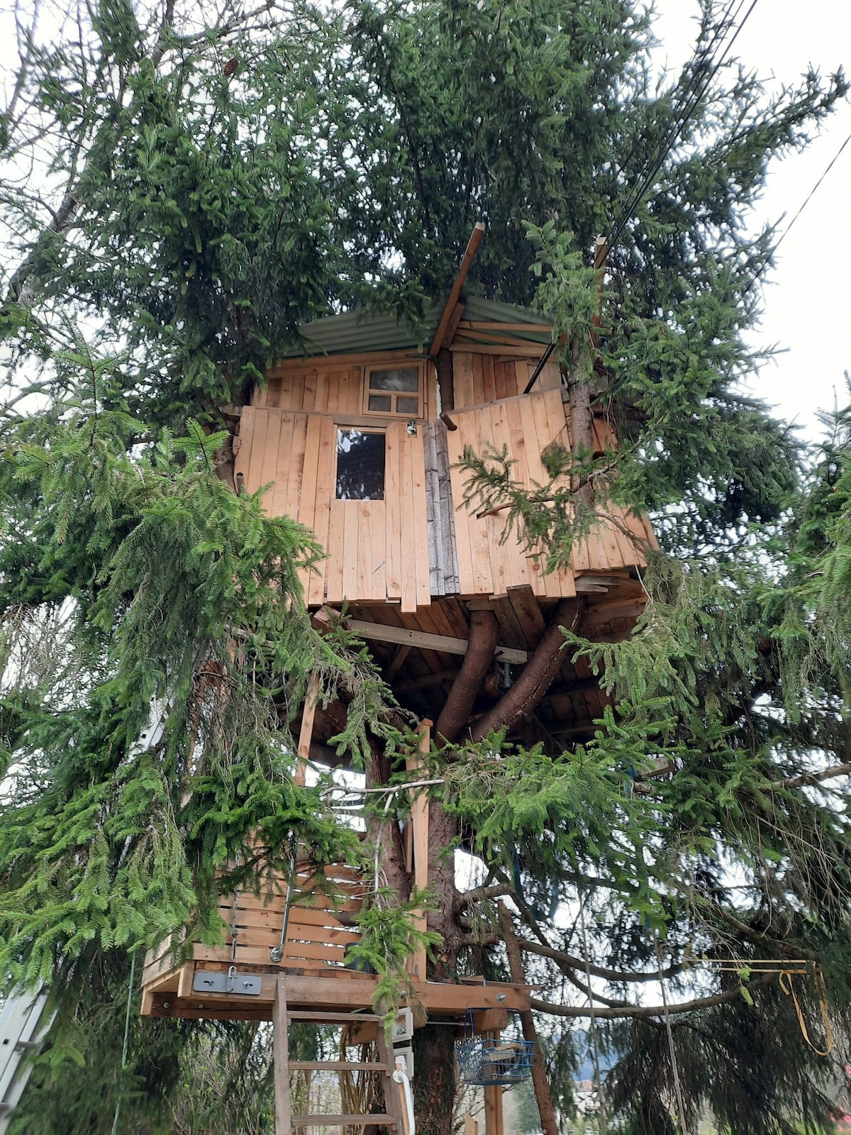 cabane au centre d'un sapin