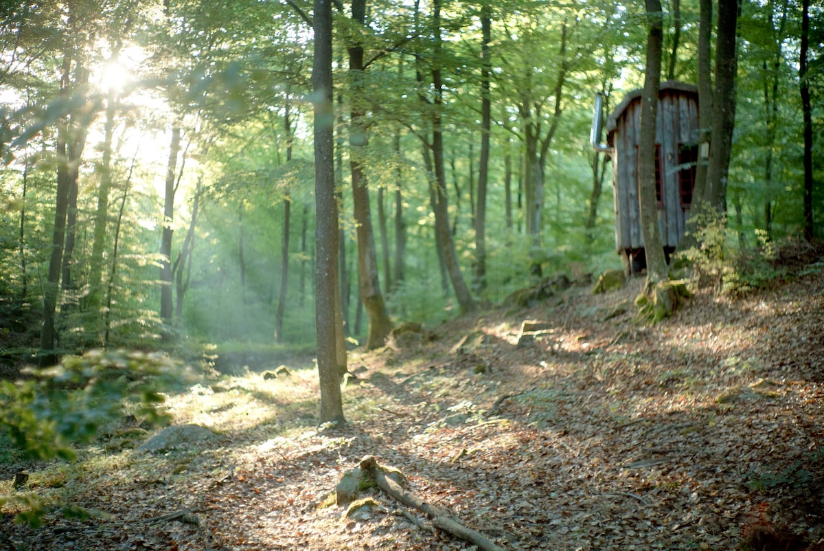 The Beech Tree Cabin