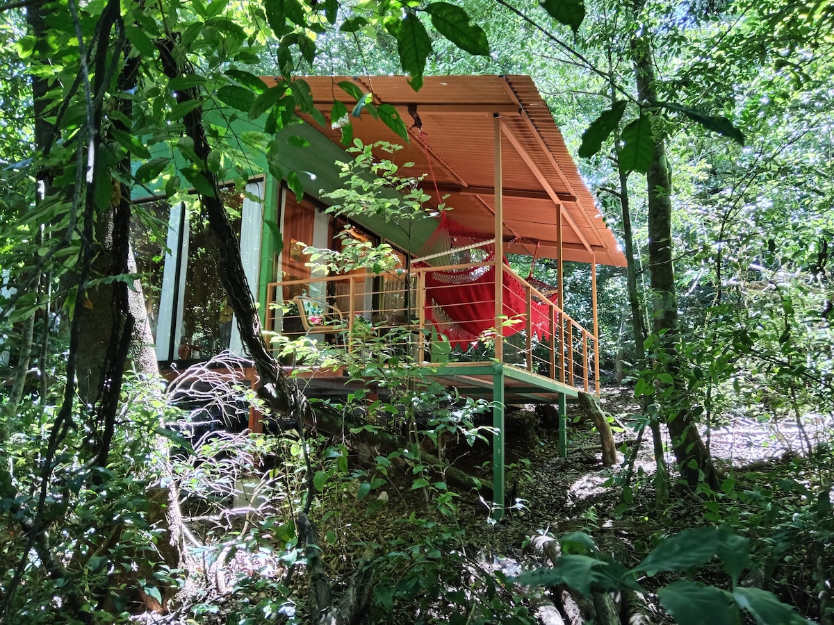 Jungle Living Tree House Aguti