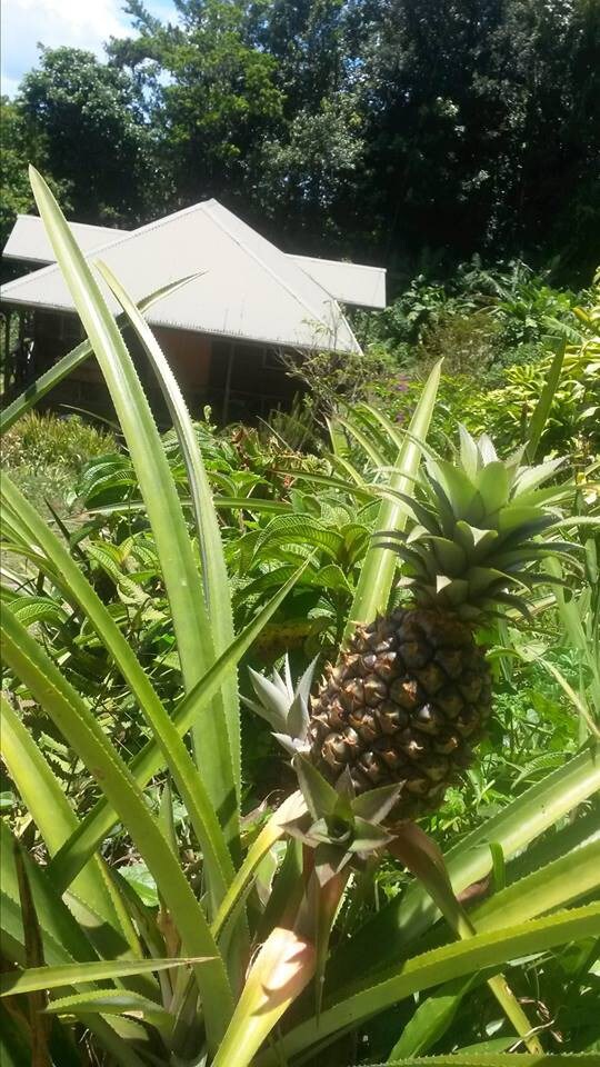 Pineapple Crossing Cottage