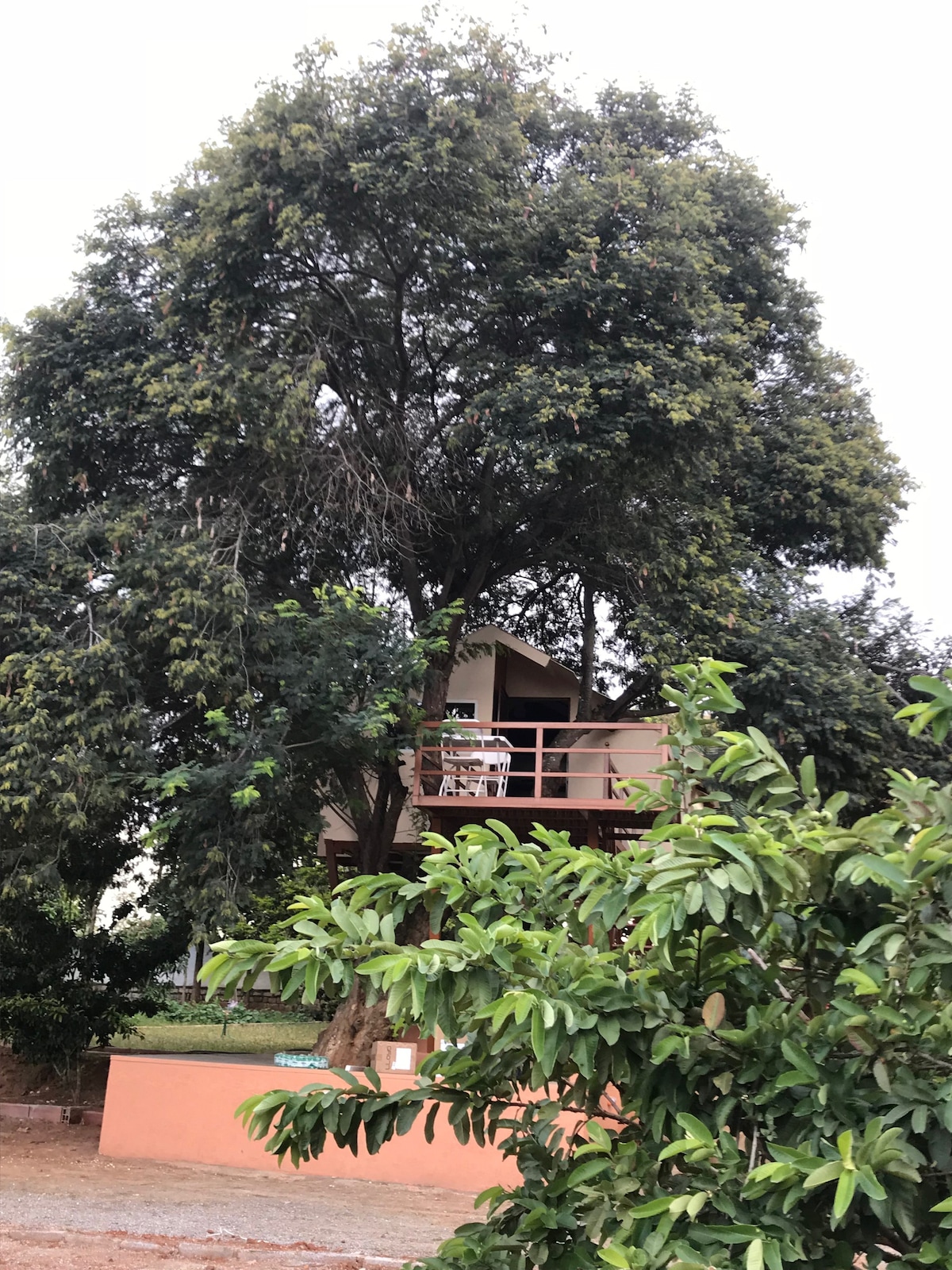 班加罗尔附近的树屋