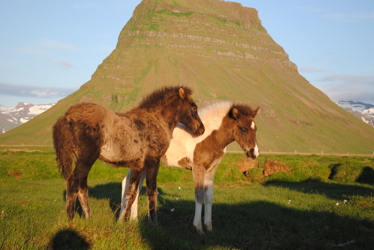 Berg 2 Horse农场生活