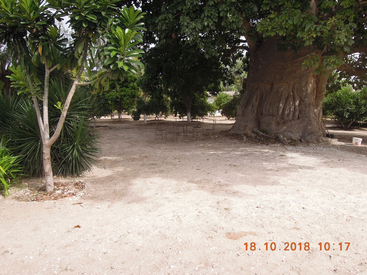 Baobab du Lac Rose