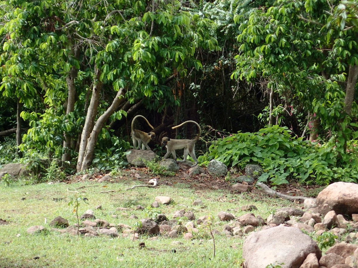 Monkey Blind, Gingerland, Nevis