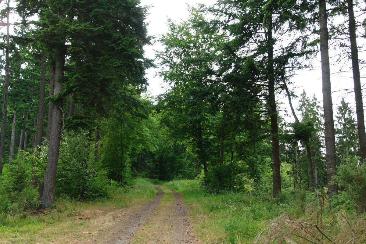 Flußbach Forrest - Pandura