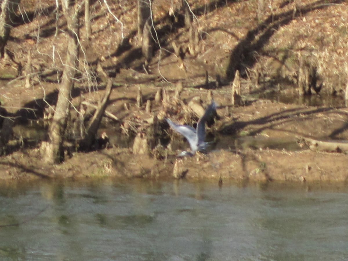 Serenity on the Little Red River, LLC