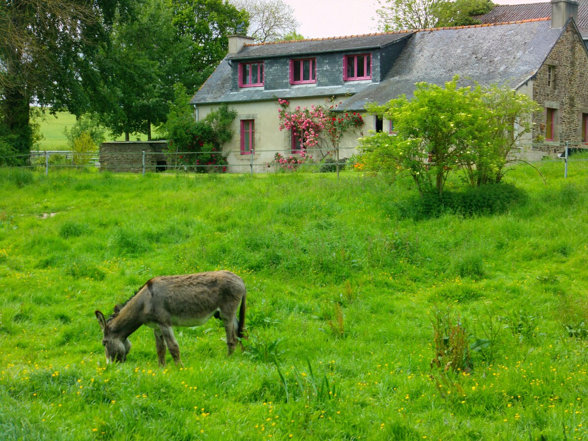驴子在草地上-住宿加早餐