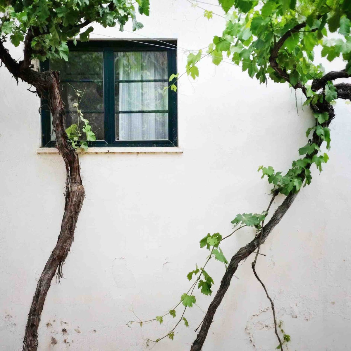 HOUSE in Organic Winery - Qta do Vilar Douro Valley