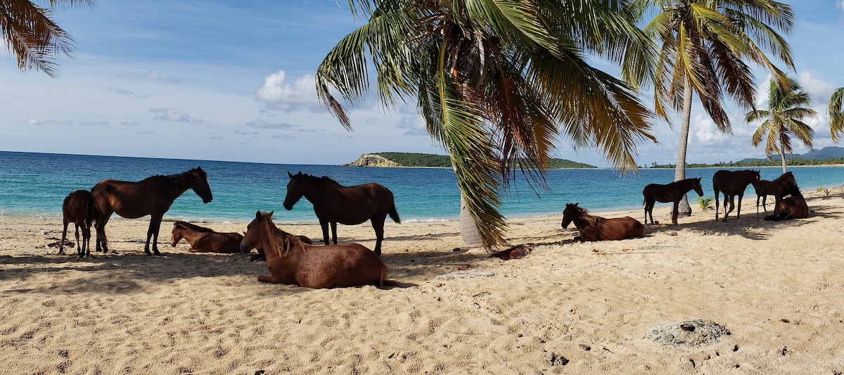 Vieques beach house Walk to the beach, tour & pier