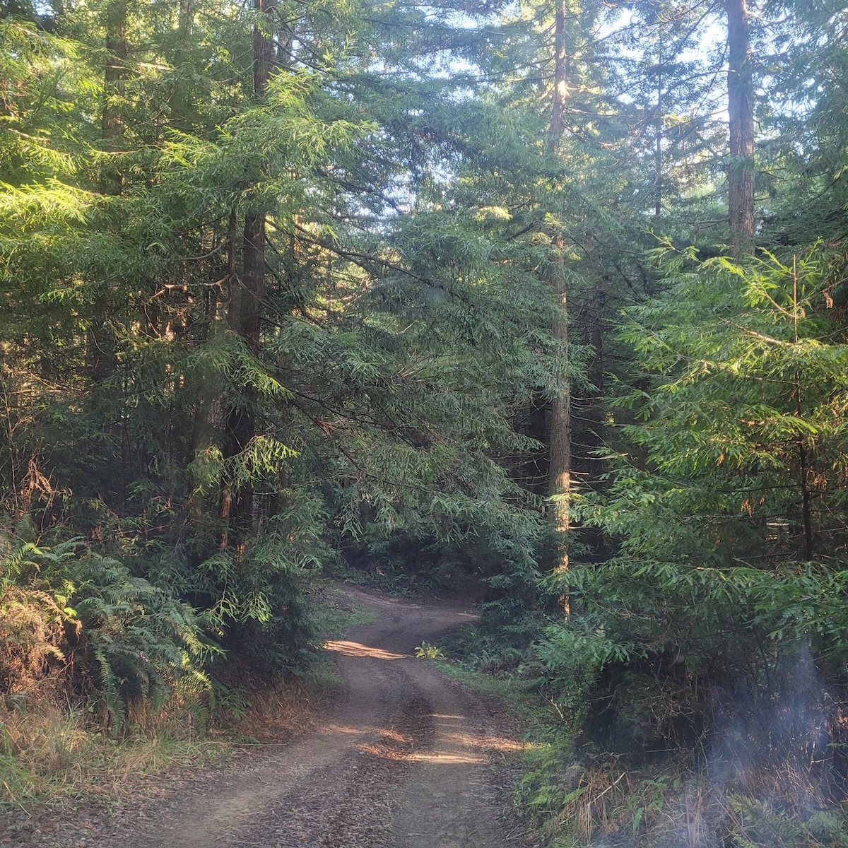 Redwoods camp site, no fires. Fortuna, CA