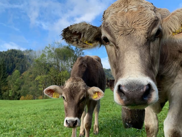 奥伯斯多夫(Oberstdorf)的民宿