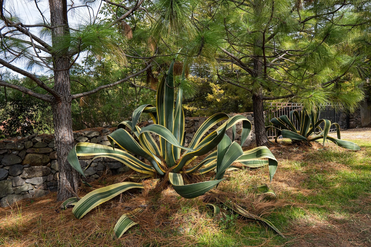 Acogedora cabaña de madera con gran jardín