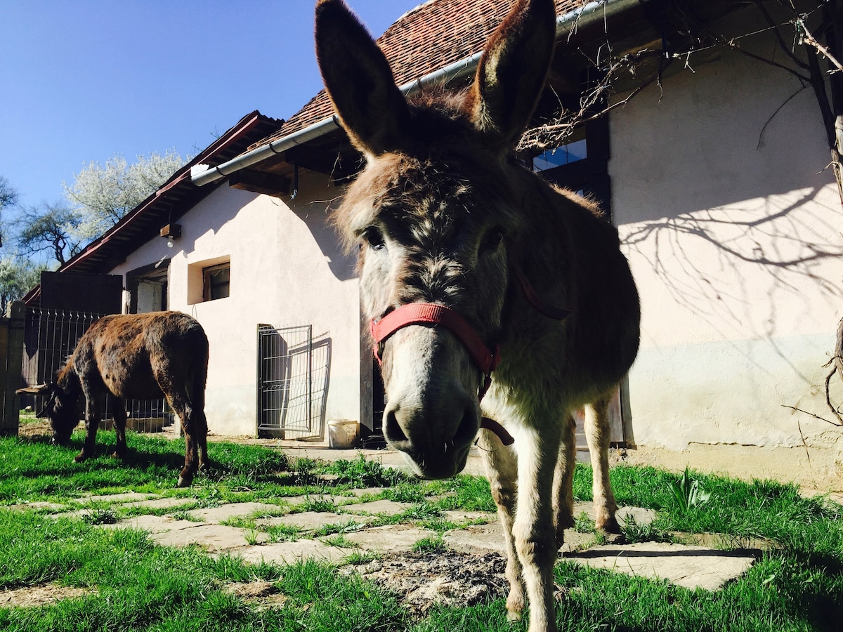 The Donkey Farm - in the heart of Transylvania