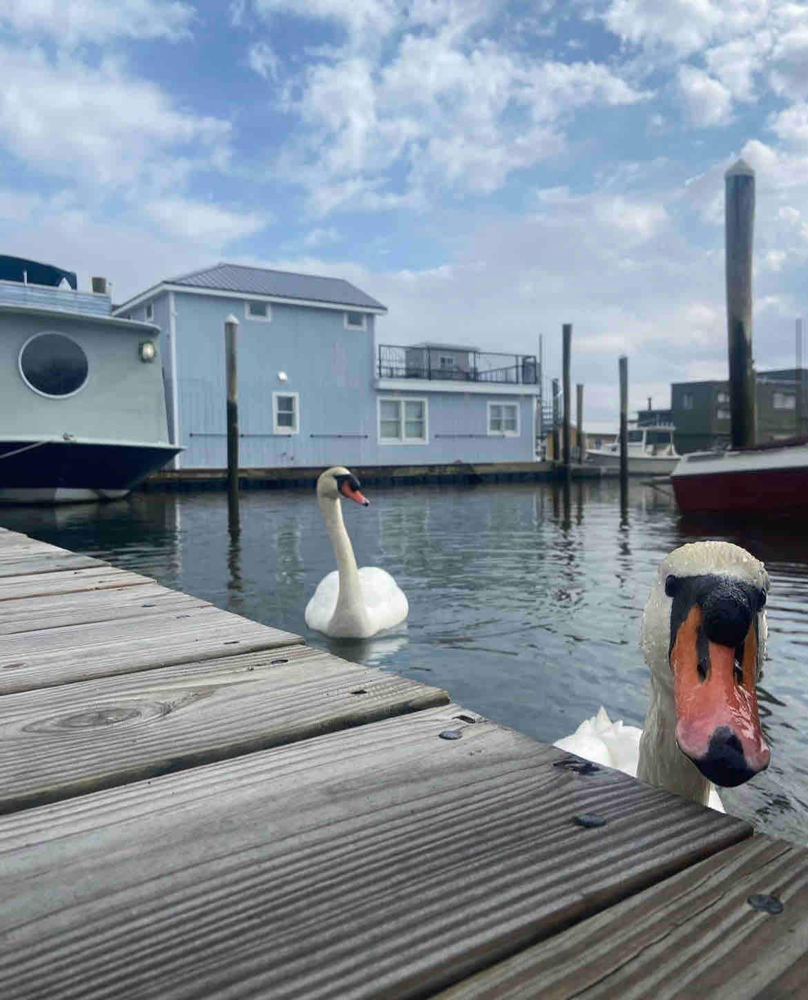 Rockin' Houseboat