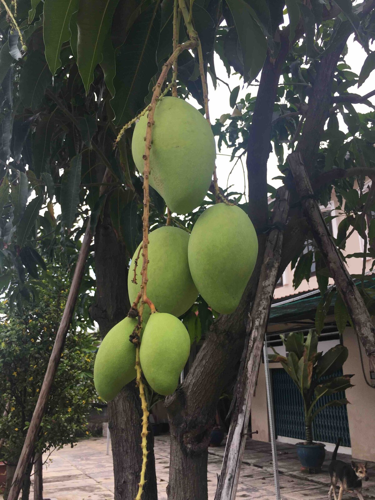 富美兴（ Phu My Hung ）附近的花园翼农场住宿