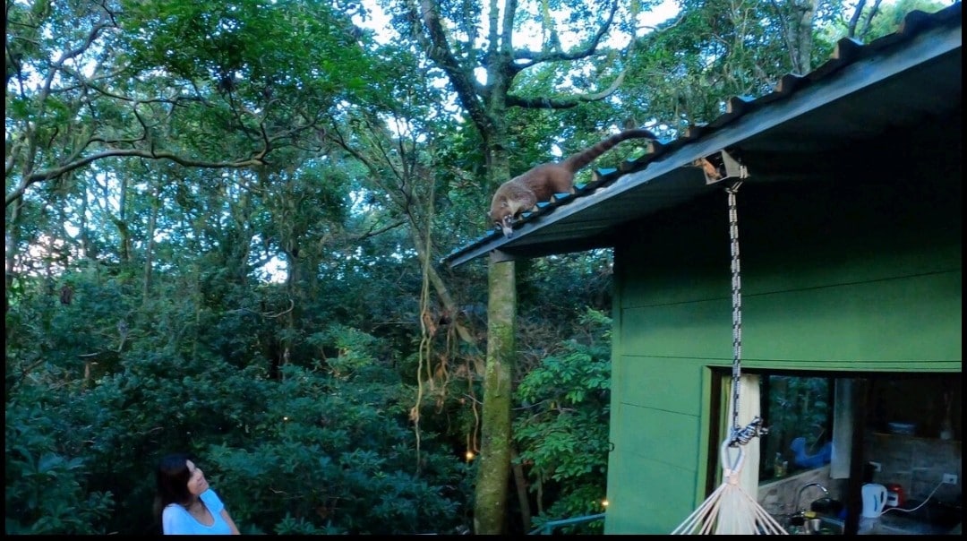 Jungle Living Tree House Canopy-Howler Monkey