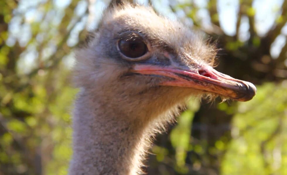 Ostrich Farm Ostrichzicht