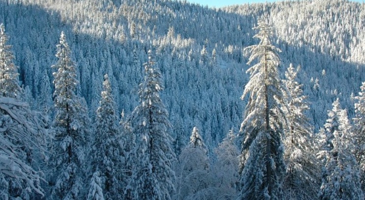 Yosemite 's Birds Eye Vista