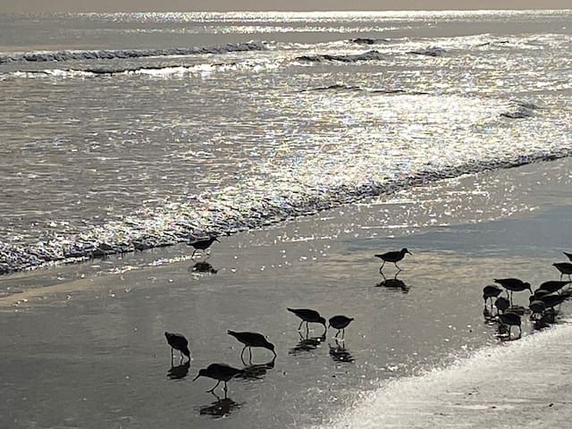 弗拉格勒海滩 (Flagler Beach)的民宿