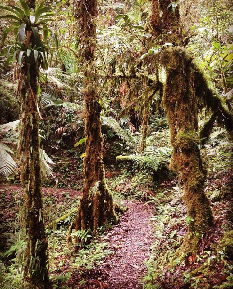 Unique eco friendly cabin in mid cloudforest