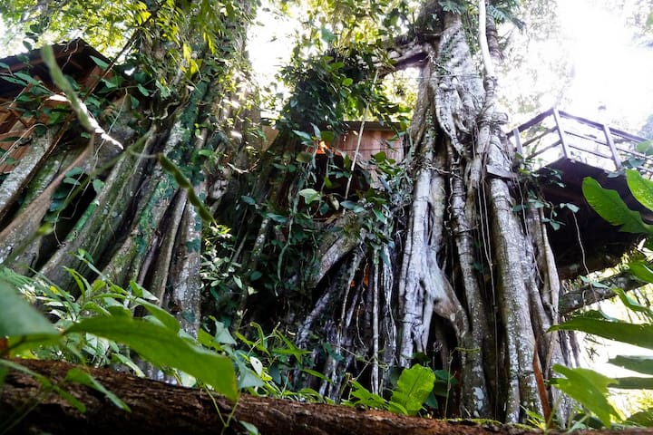 卡维塔(Cahuita)的民宿