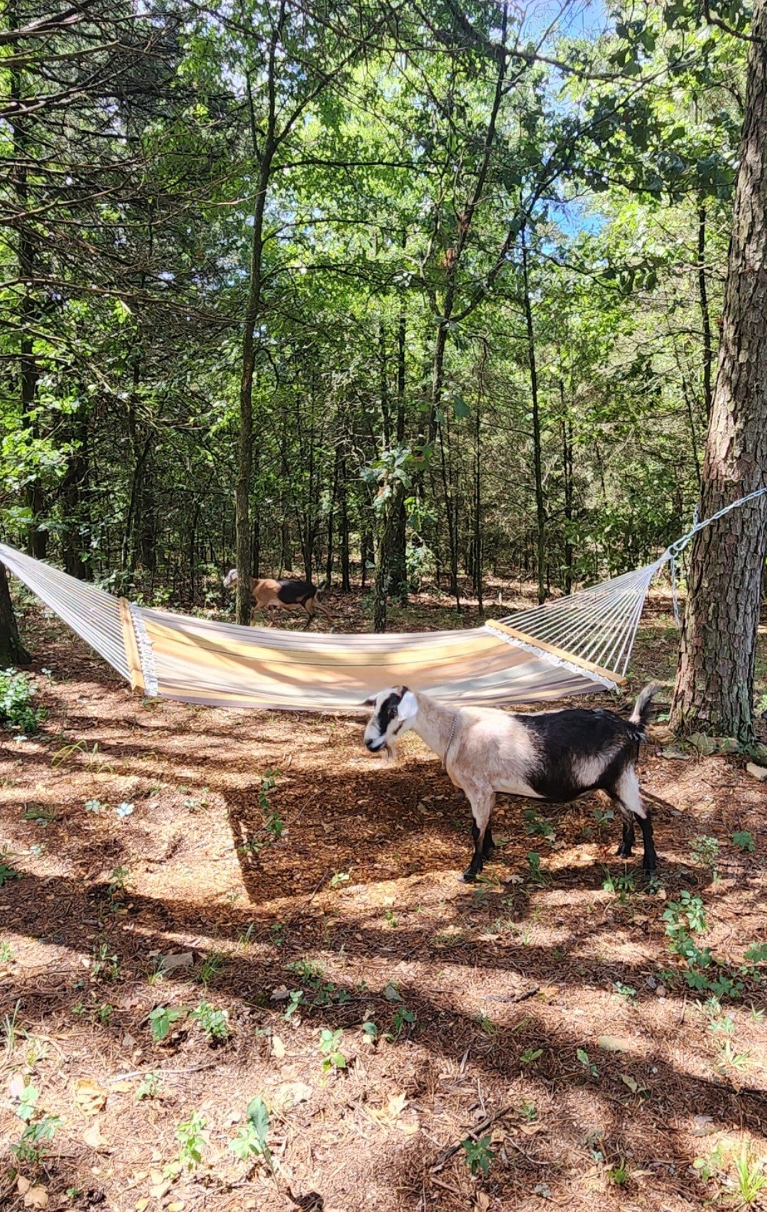 Tent Camping in the Barnyard - Camp Site 2