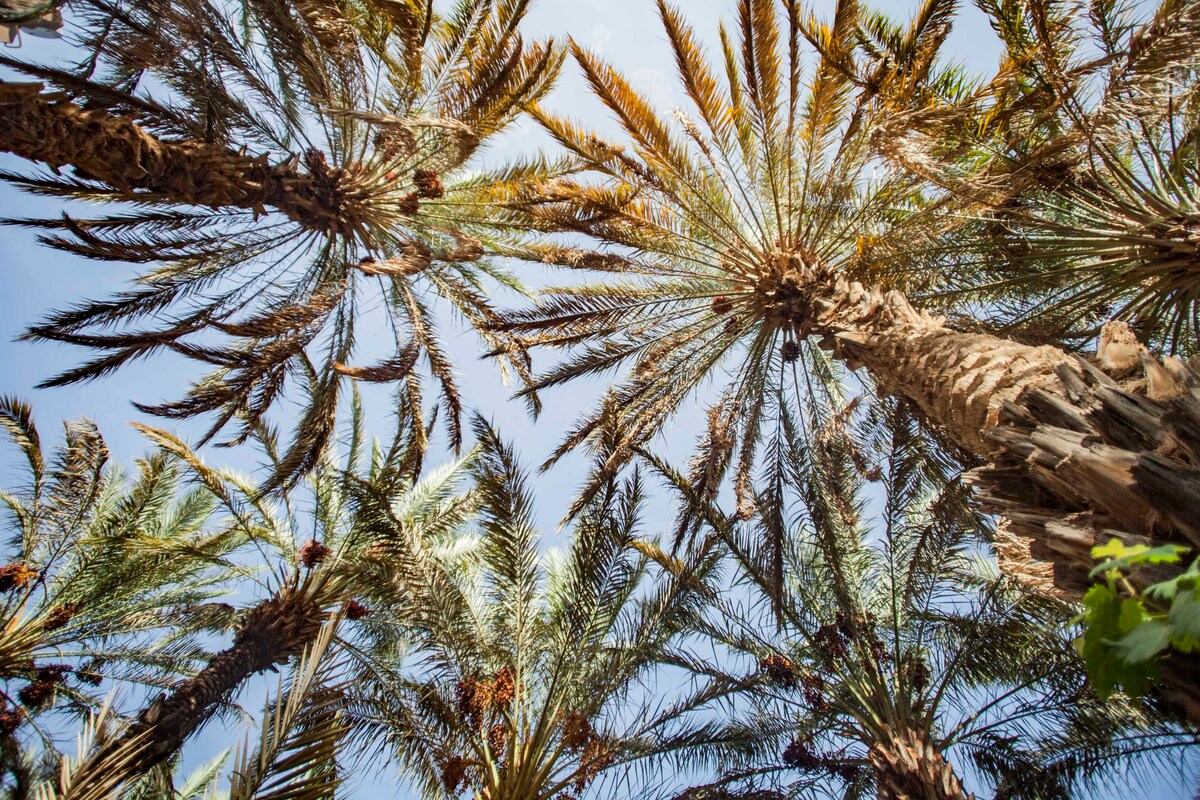 Belle kasbah au coeur d 'un oasis