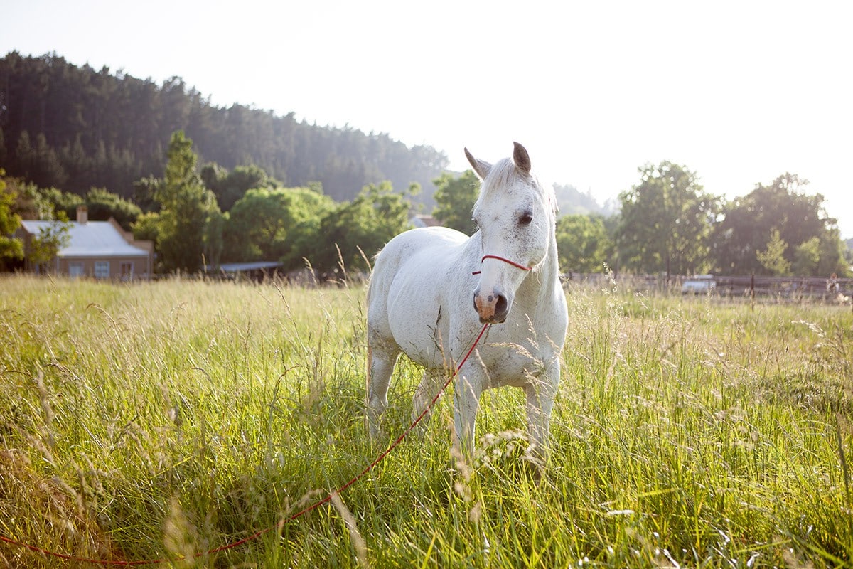 Rozendal Farm Country Studios