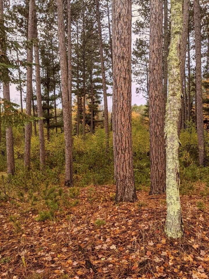 Secluded Northwoods Cabin