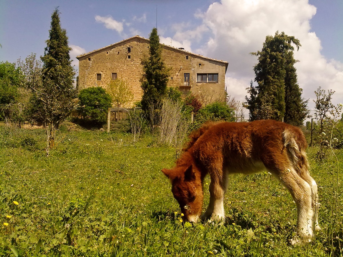 Holiday cottage with garden and private pool