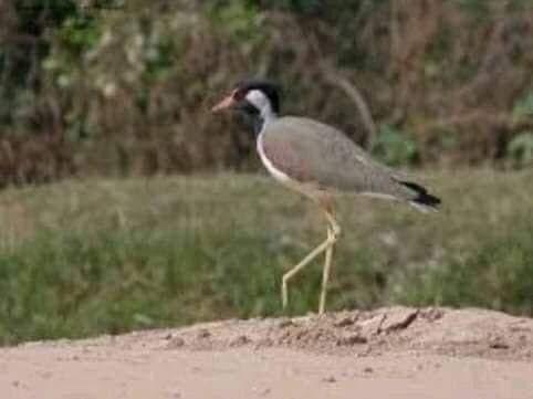 Join us and spend time with Nature at Baghban Farm