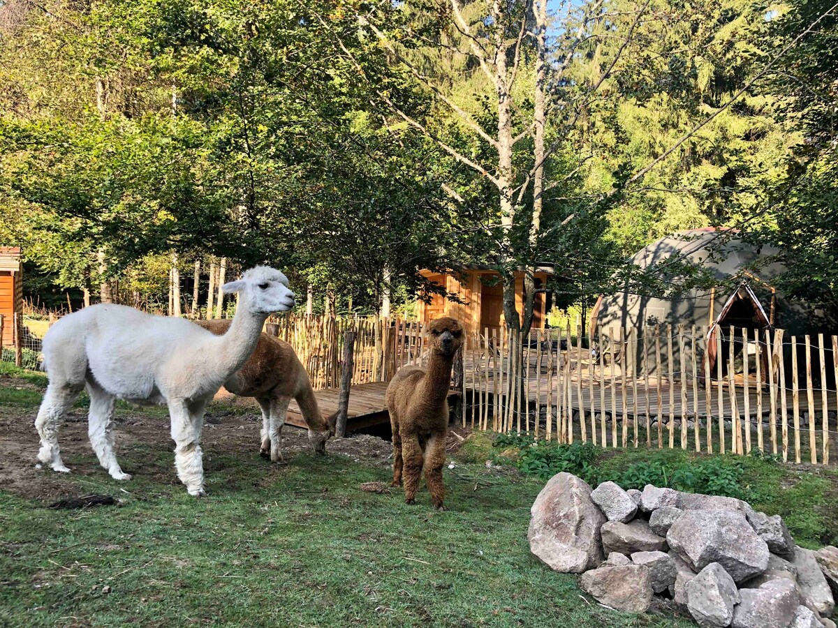 Nuit insolite en famille avec Alpagas B&B