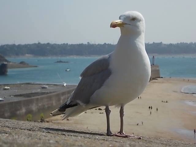 The Storm Gull