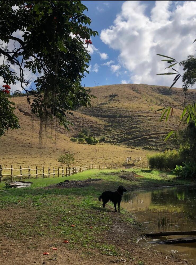 Vivenda dos Guaranys _loft:Uma imersão na natureza