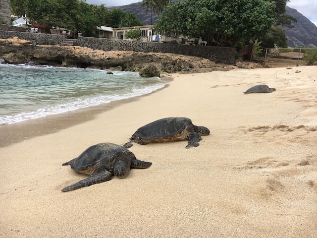 夏威夷的民宿