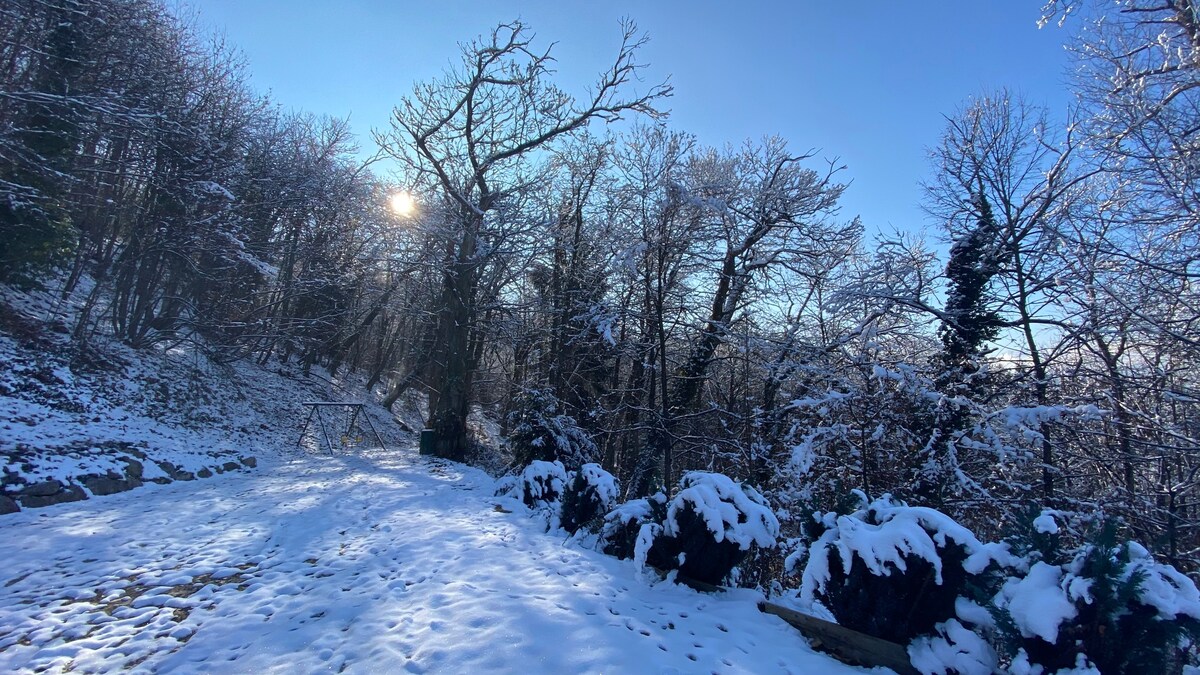 Grande maison bois en lisière de forêt