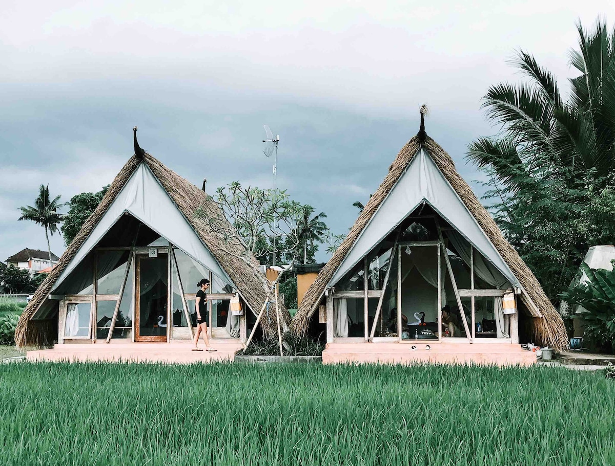 乌布（ Ubud ）令人叹为观止的稻田景观