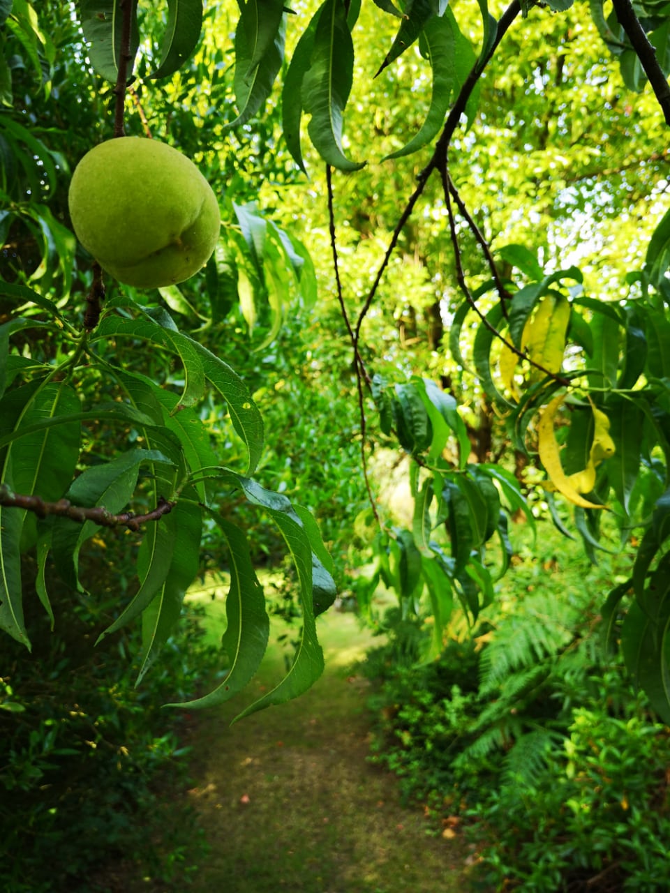 Chambres de charme dans un jardin botanique privé