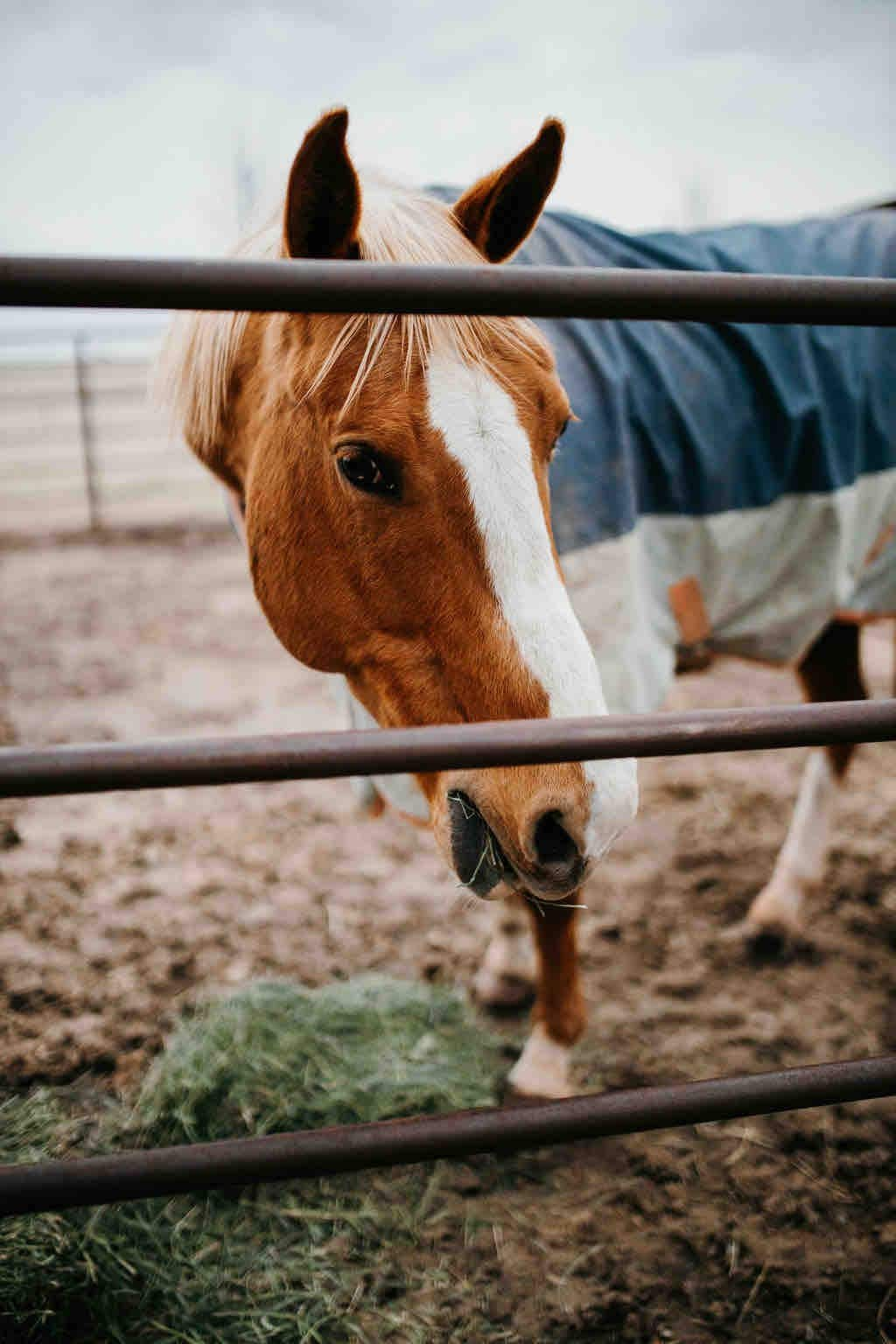 # 2 - North Fork Horse Ranch -标准双人床和双层床