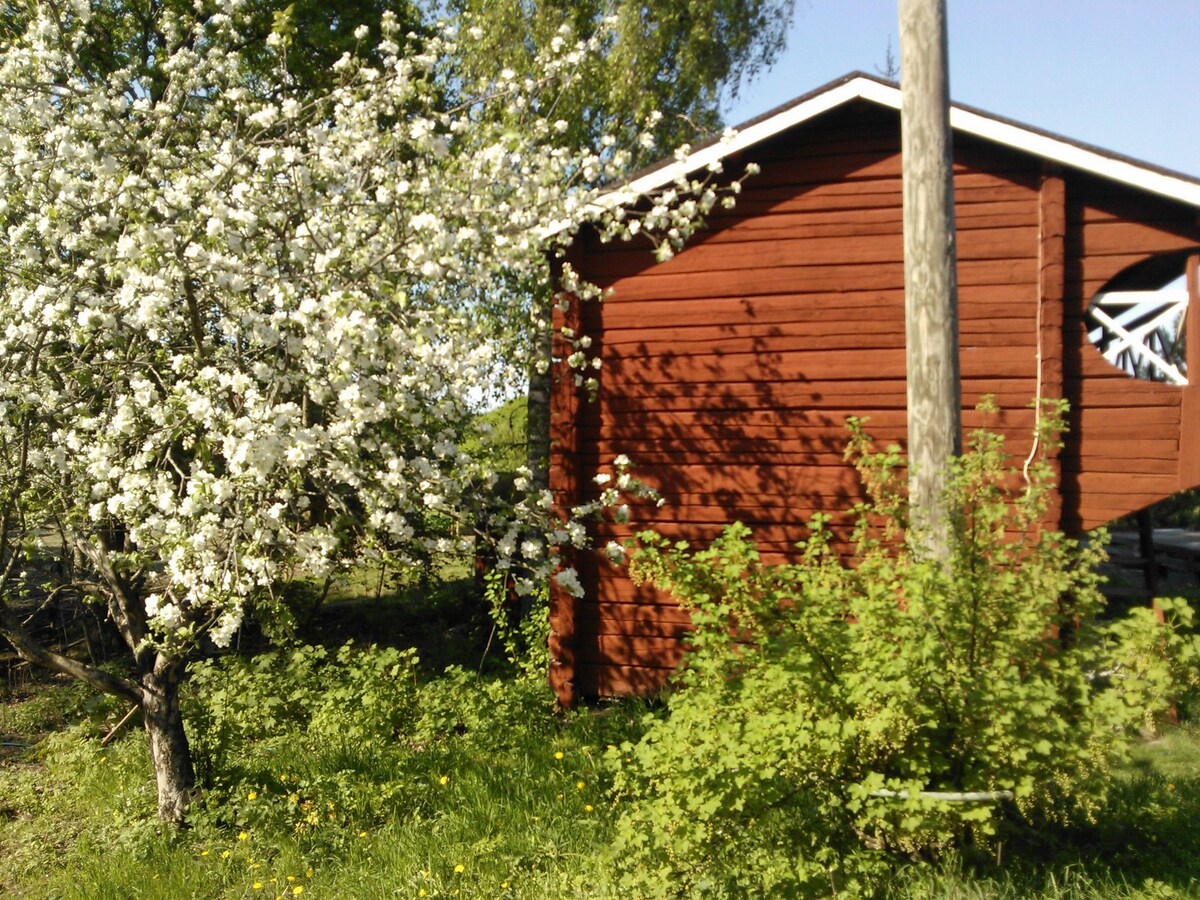 Holiday House Spruce